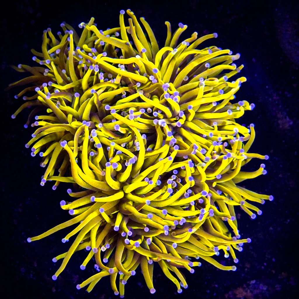 24K Gold Torch Coral - Per Polyp