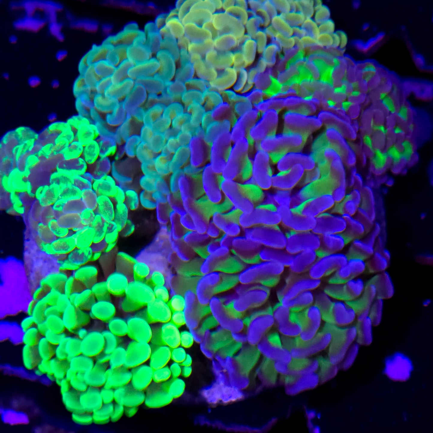 WYSIWYG XL Hammer Garden