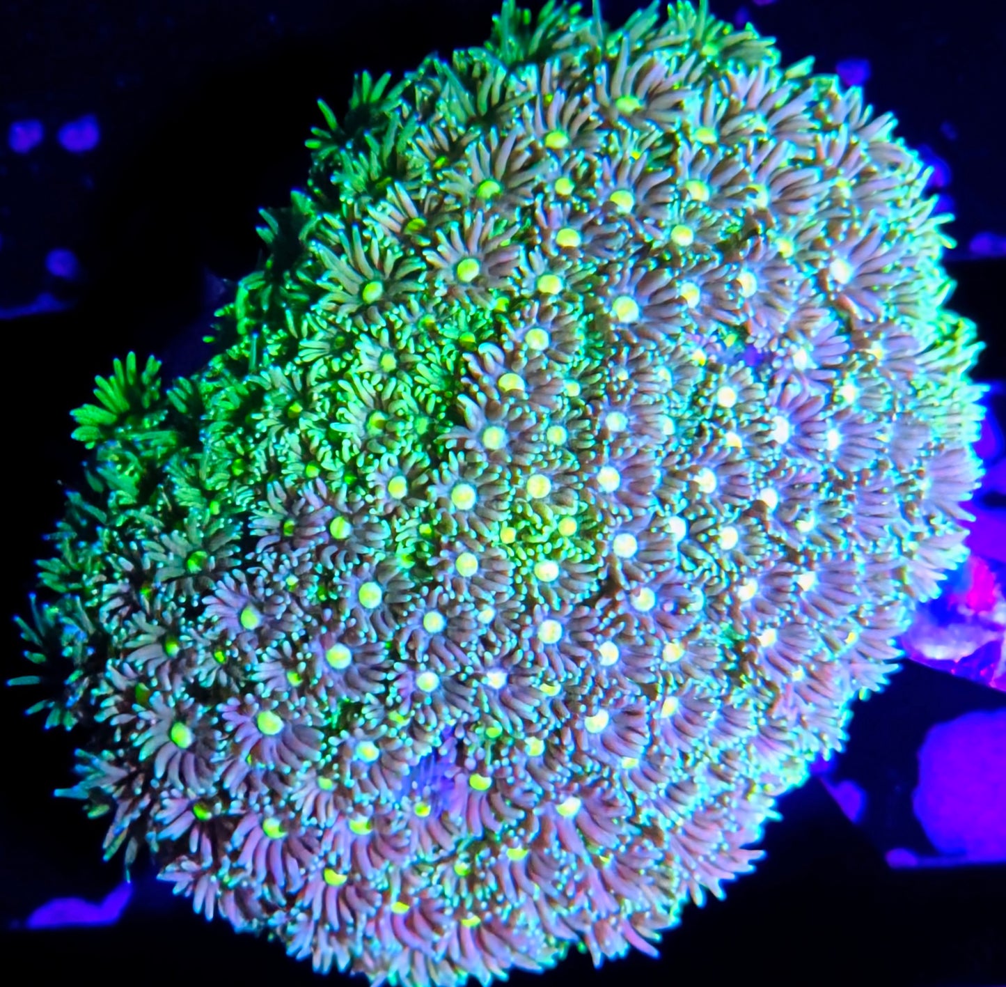 WYSIWYG Rainbow Goniopora Colony