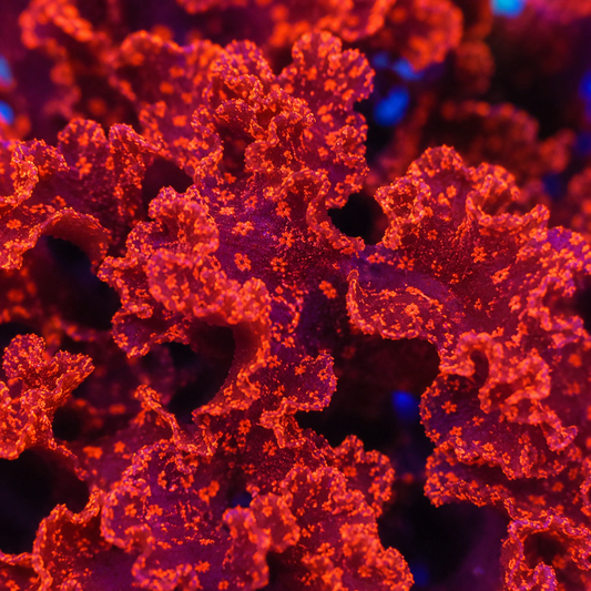 Close-up of a virus particle with a red and black color scheme