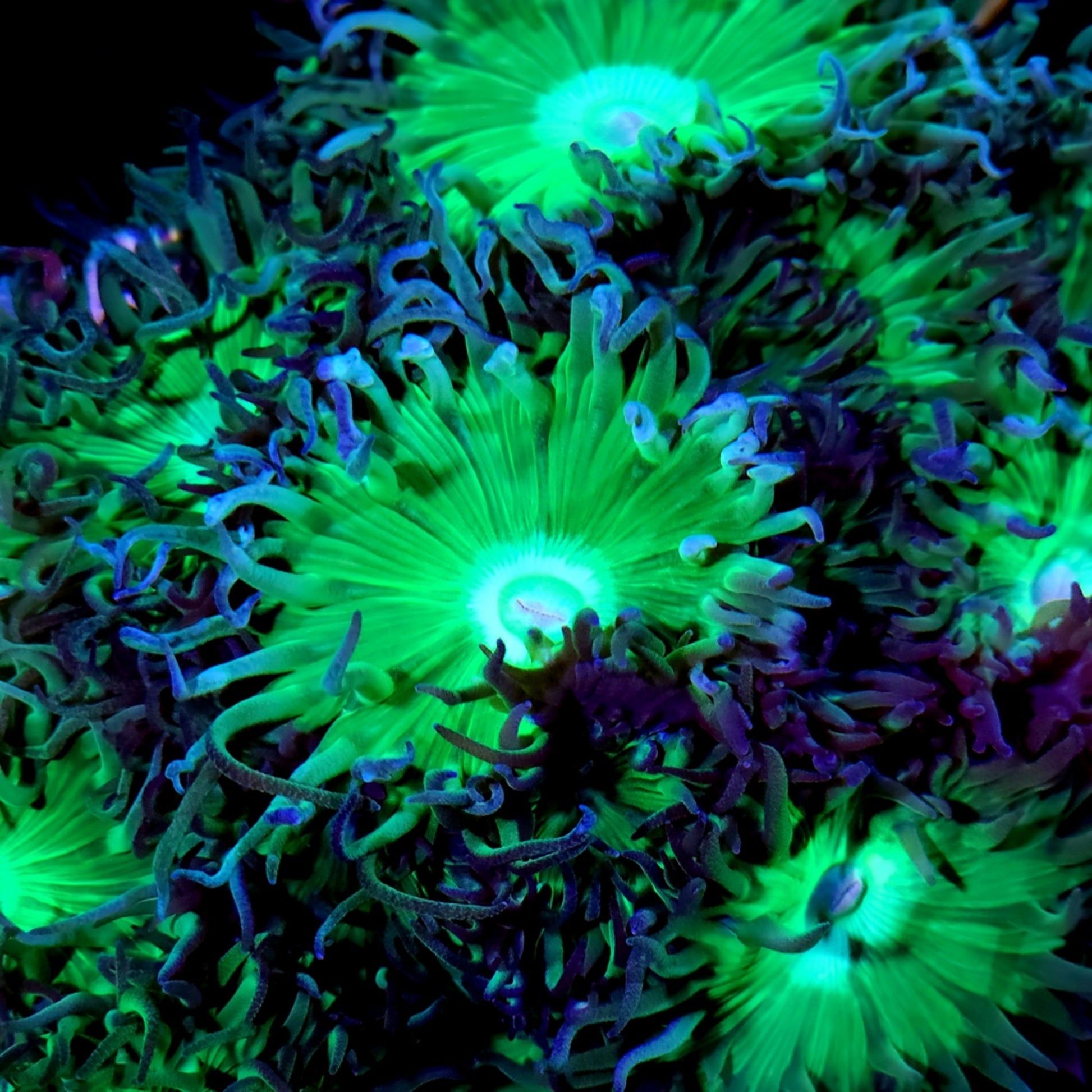 Close-up of glowing green and purple coral. Specifically the Duncan coral which is an easy to keep LPS Coral in reef tanks. 