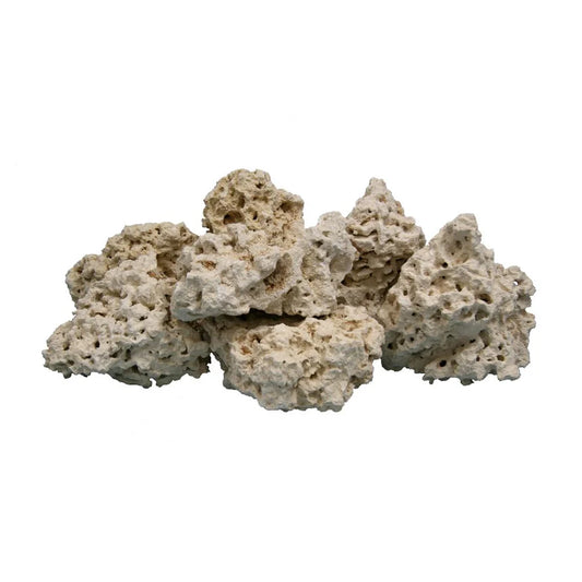 Decorative coral rock on a white background