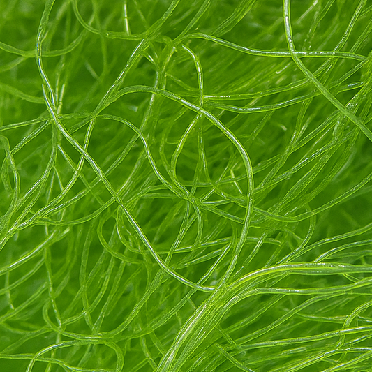 Chaeto Algae (Chaetomorpha)