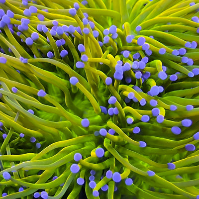 A close up shot of the holy grail torch by Terminus Reef 