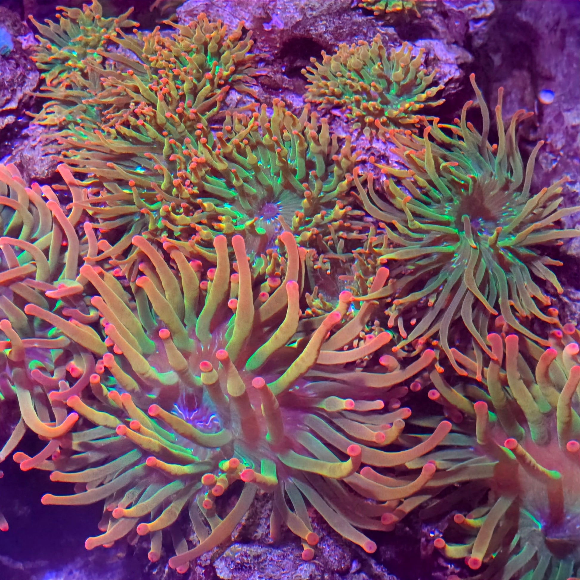 Close-up of vibrant green and orange coral with a dark background