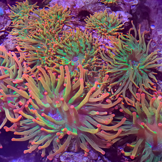 Close-up of vibrant green and orange coral with a dark background