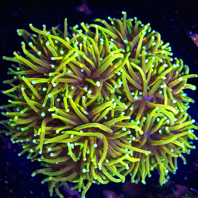 Hellfire Torch - Per Polyp