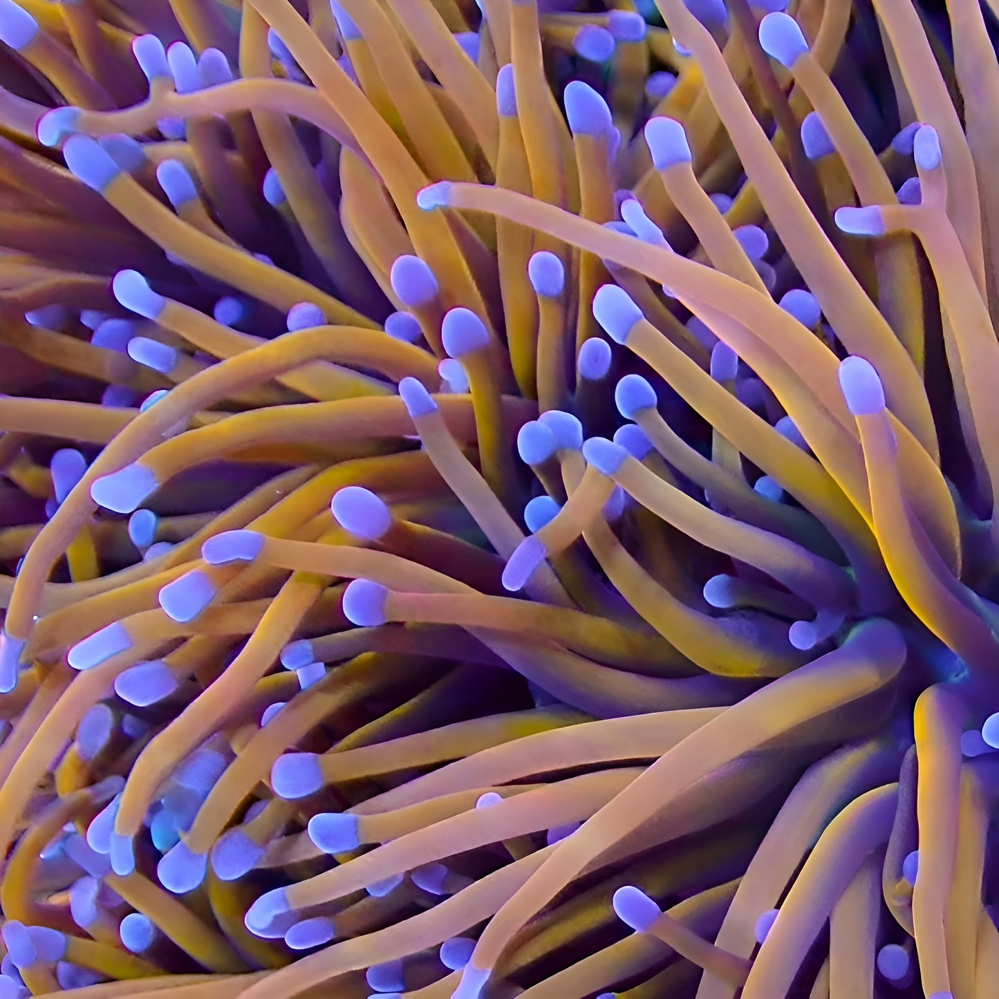 Indo Gold Torch - Per Polyp