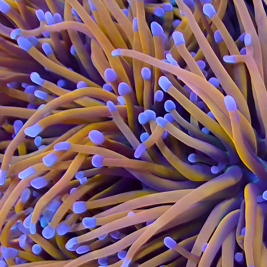 Indo Gold Torch - Per Polyp