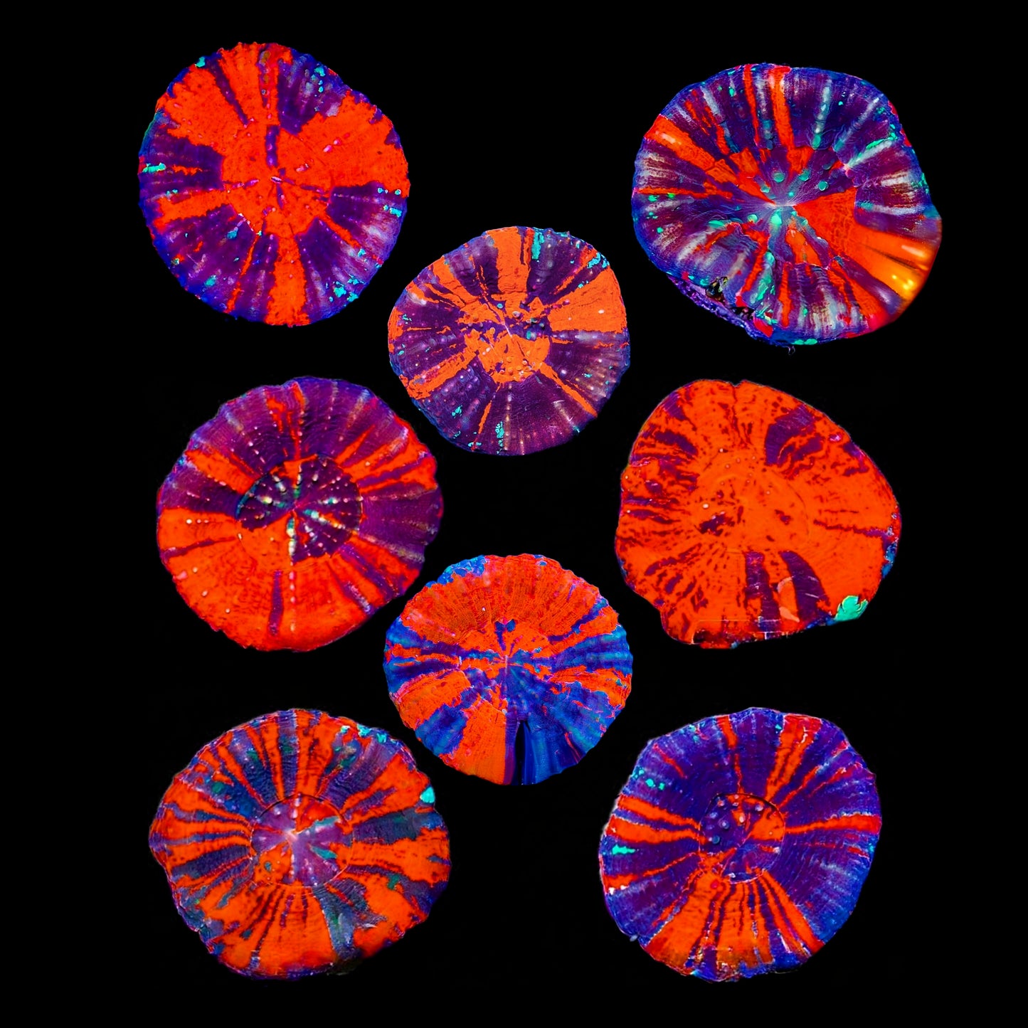 Warpaint Scolymia