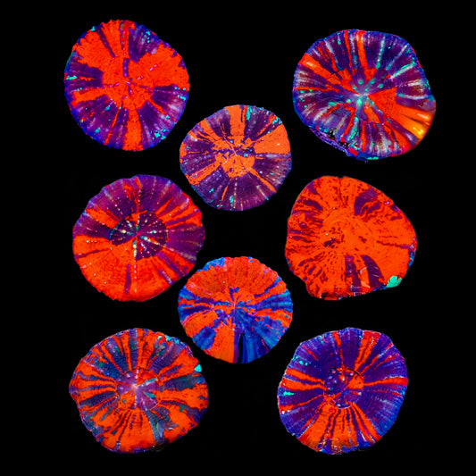 Warpaint Scolymia