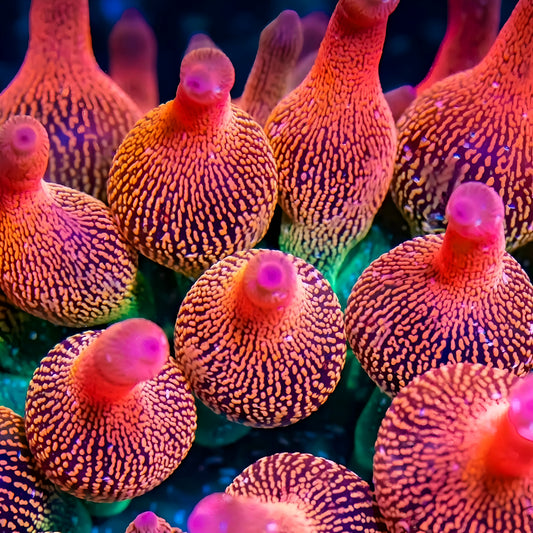 Rainbow Bubble Tip Anemone