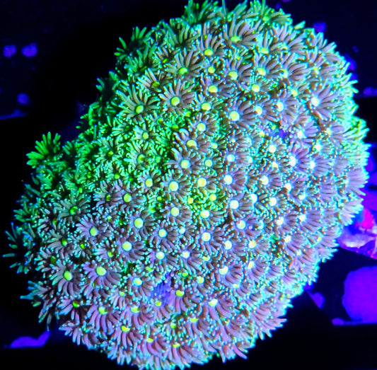 WYSIWYG Rainbow Goniopora Colony