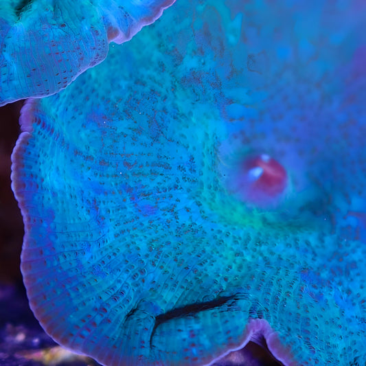 Blue Discosoma Mushroom